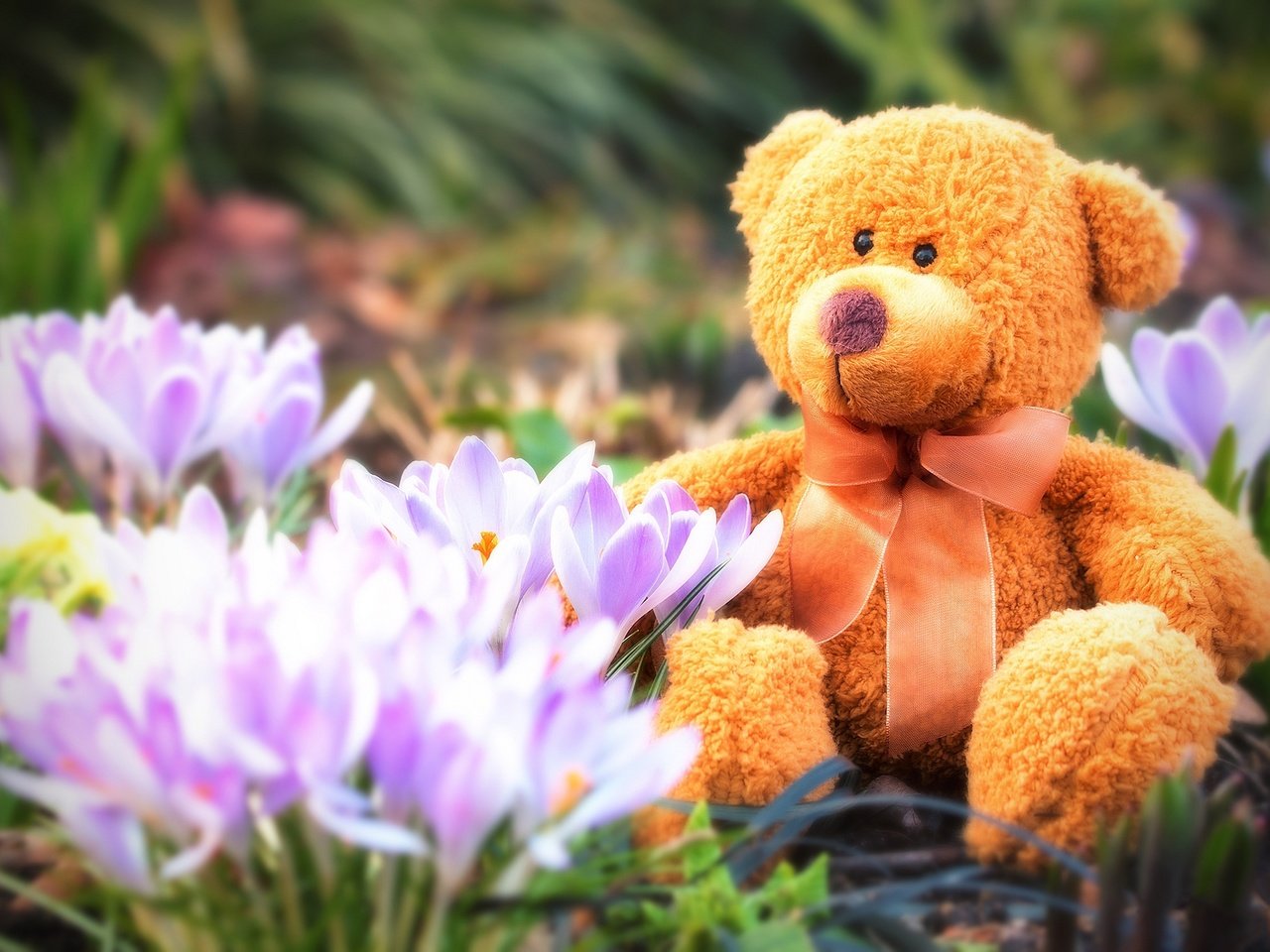 Обои цветы, мишка, игрушка, весна, тедди, плюшевый, бант, крокусы, flowers, bear, toy, spring, teddy, plush, bow, crocuses разрешение 2048x1366 Загрузить