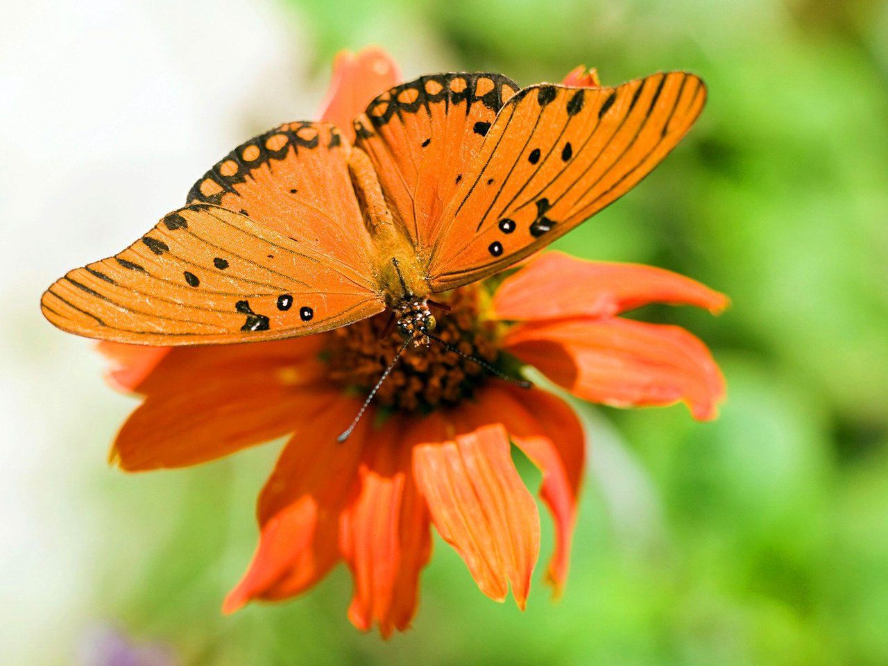 Обои макро, цветок, бабочка, крылья, насекомые, растение, macro, flower, butterfly, wings, insects, plant разрешение 1920x1200 Загрузить