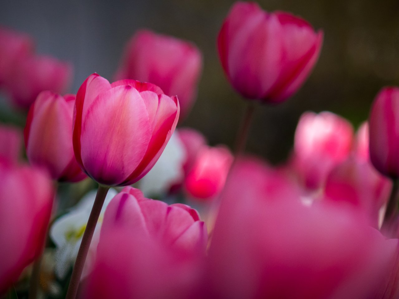 Обои цветы, поле, весна, тюльпаны, тюльпан, flowers, field, spring, tulips, tulip разрешение 2048x1152 Загрузить