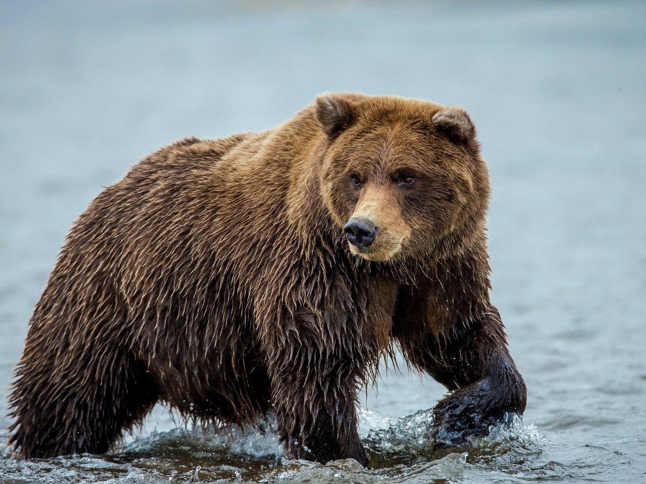 Обои вода, природа, медведь, water, nature, bear разрешение 1920x1200 Загрузить