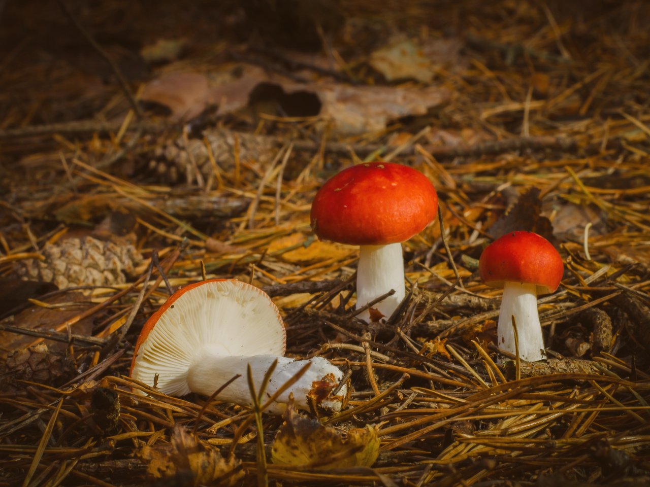 Обои природа, осень, грибы, nature, autumn, mushrooms разрешение 3527x2336 Загрузить