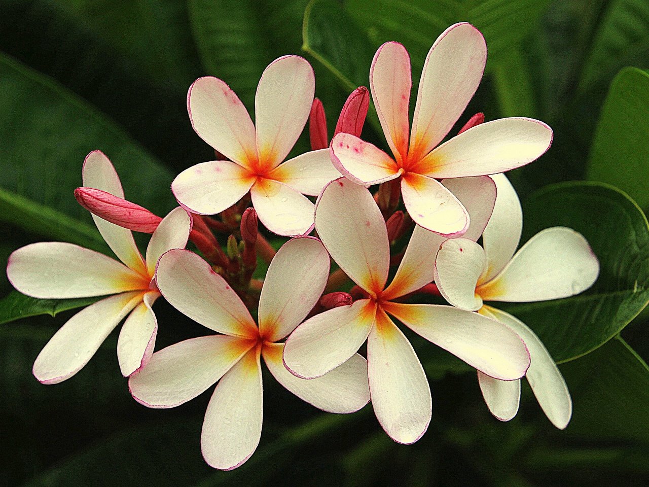 Обои цветы, кустарник, флора, плюмерия, flowers, shrub, flora, plumeria разрешение 2880x2056 Загрузить