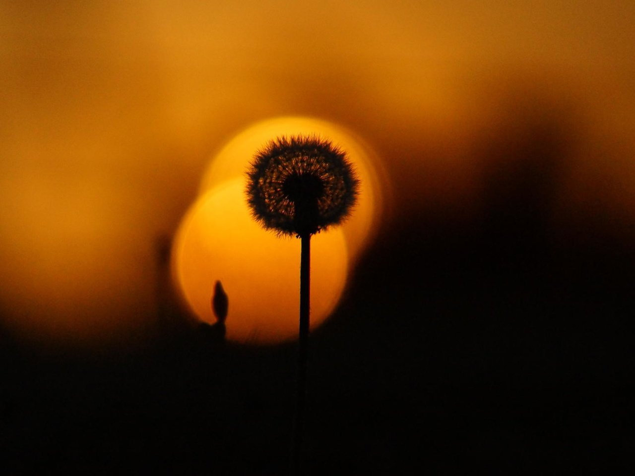 Обои вечер, природа, закат, лето, одуванчик, растение, the evening, nature, sunset, summer, dandelion, plant разрешение 2048x1152 Загрузить