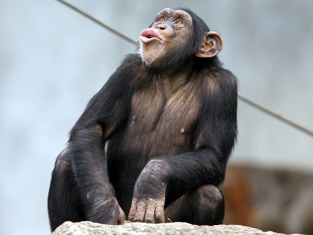 Обои природа, обезьяна, примат, карликовый шимпанзе, шимпанзе, nature, monkey, the primacy of, pygmy chimpanzee, chimpanzees разрешение 2560x1600 Загрузить
