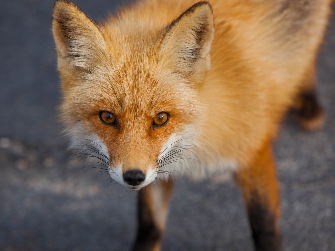 Обои рыжая, лиса, хищник, лисица, животное, red, fox, predator, animal разрешение 2880x1920 Загрузить