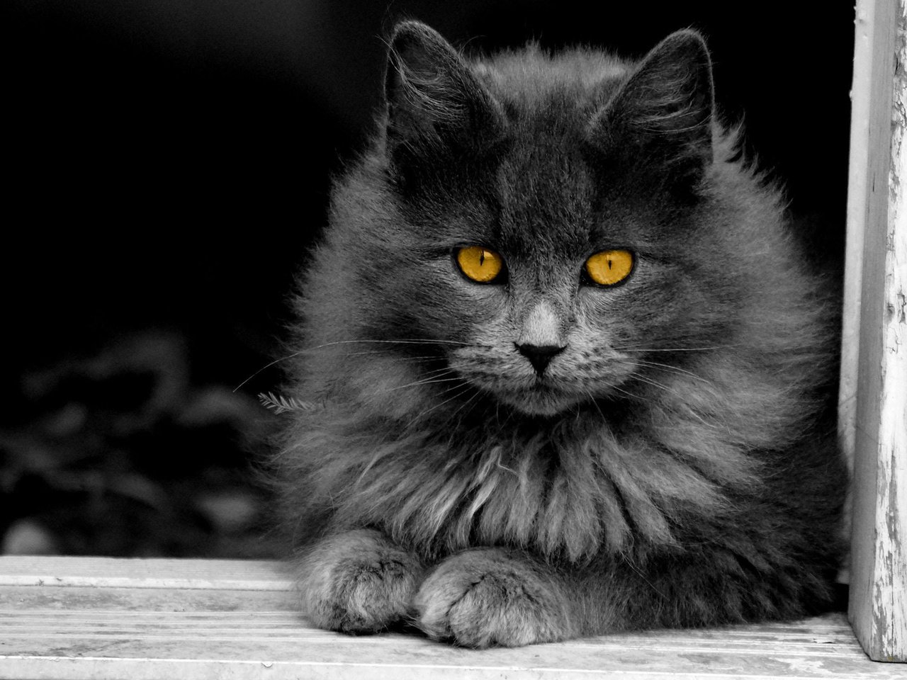 Обои кот, кошка, пушистый, серый, окно, желтые глаза, cat, fluffy, grey, window, yellow eyes разрешение 1920x1200 Загрузить