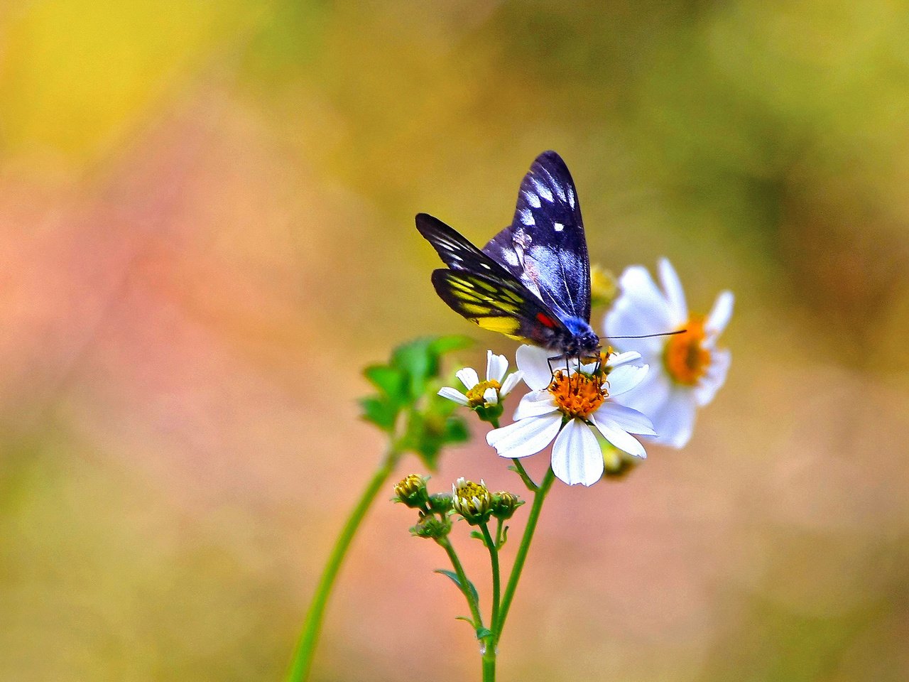 Обои цветы, фон, бабочка, белые, космея, flowers, background, butterfly, white, kosmeya разрешение 1920x1200 Загрузить