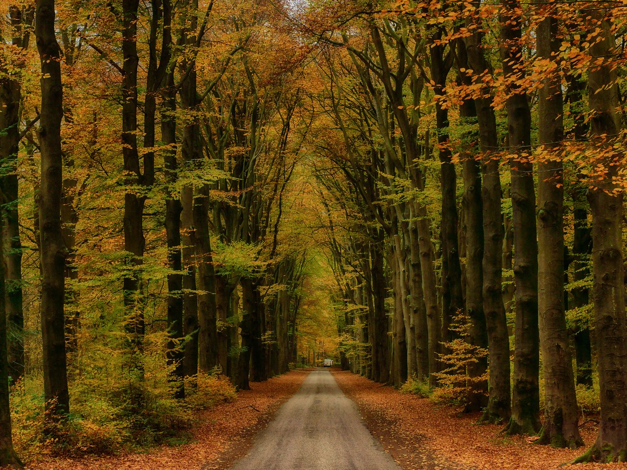 Обои дорога, деревья, лес, пейзаж, осень, road, trees, forest, landscape, autumn разрешение 2500x1667 Загрузить