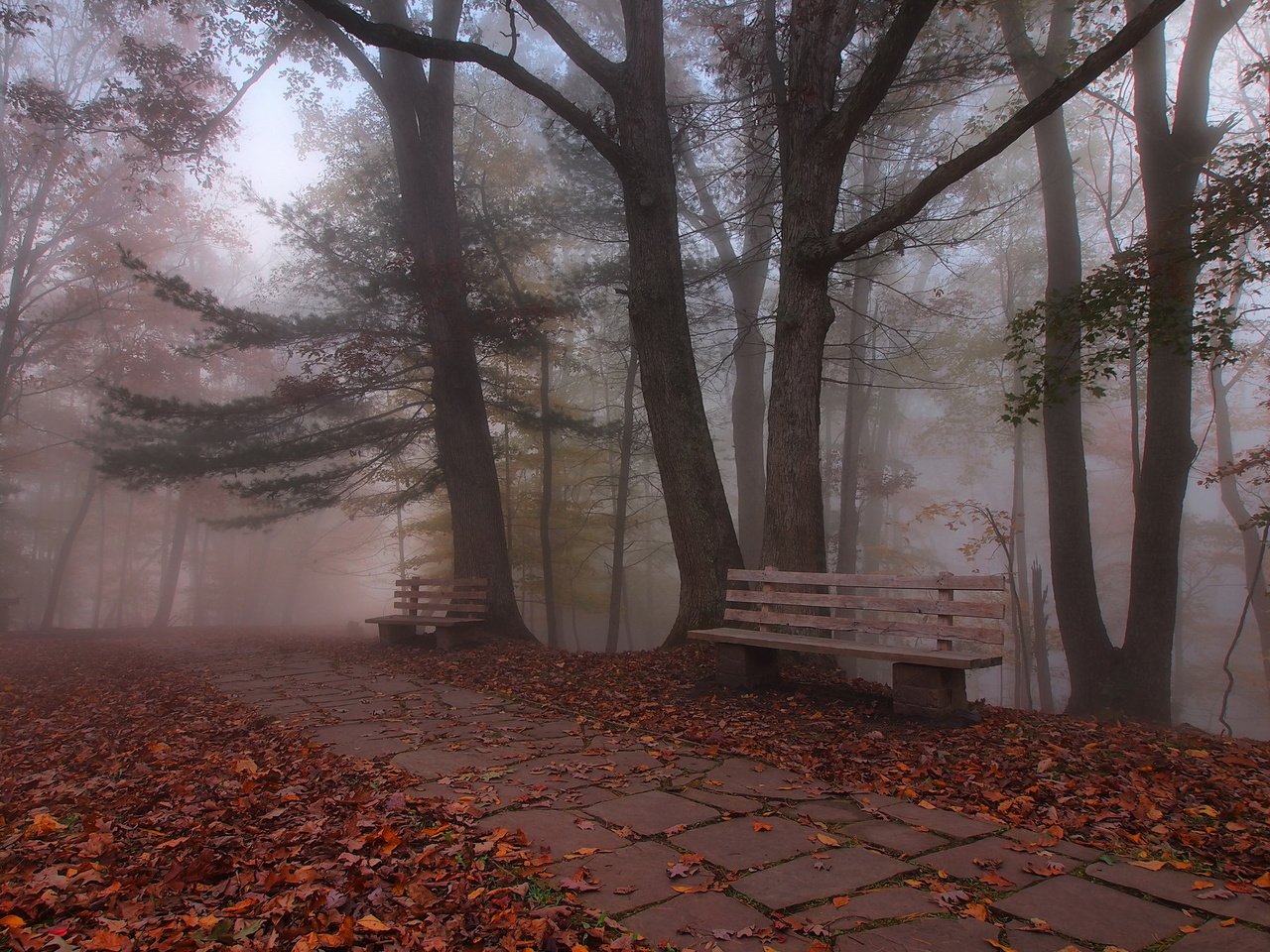 Обои деревья, листья, парк, осень, скамья, trees, leaves, park, autumn, bench разрешение 2048x1342 Загрузить