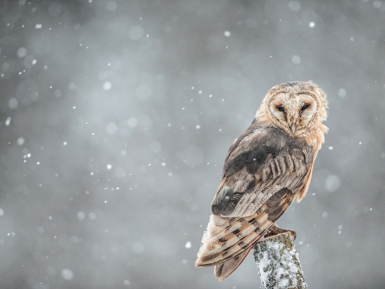 Обои сова, ветка, снег, взгляд, птица, owl, branch, snow, look, bird разрешение 2048x1367 Загрузить