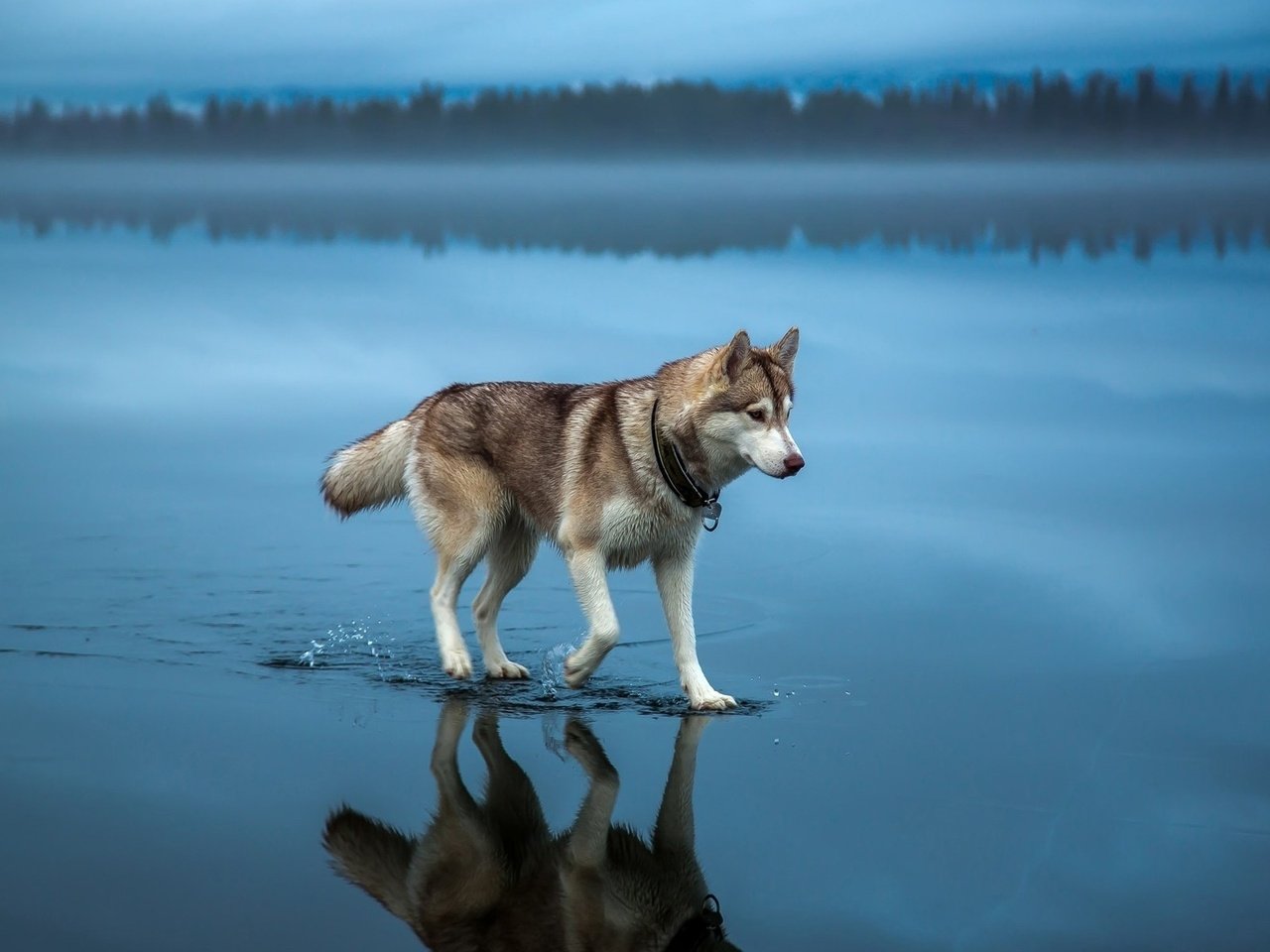 Обои вода, природа, собака, хаски, шаги, water, nature, dog, husky, steps разрешение 1920x1200 Загрузить