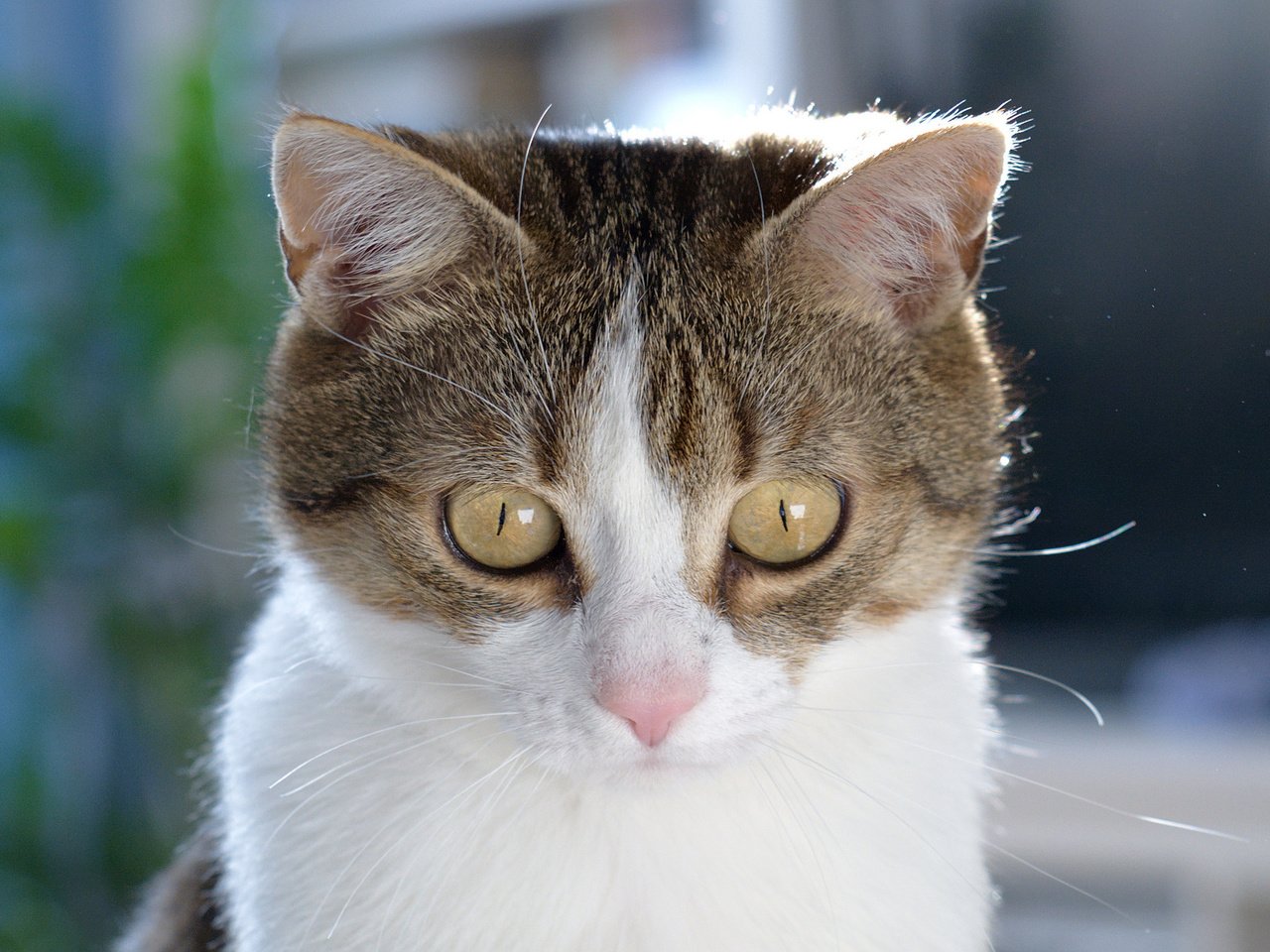 Обои глаза, кот, кошка, взгляд, eyes, cat, look разрешение 2048x1365 Загрузить