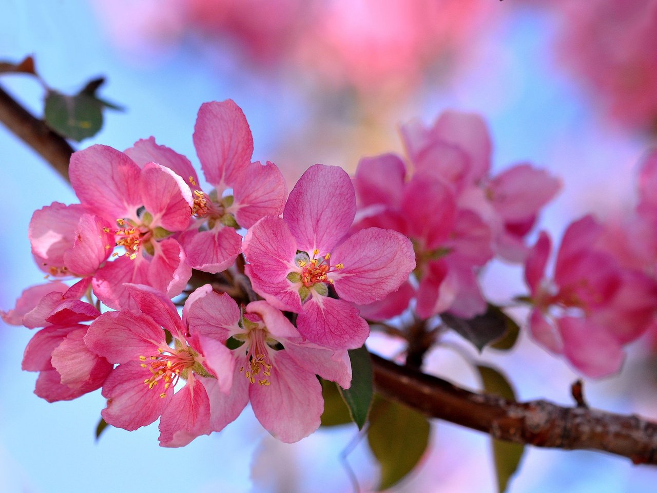 Обои ветка, цветение, макро, весна, розовый, branch, flowering, macro, spring, pink разрешение 2048x1360 Загрузить