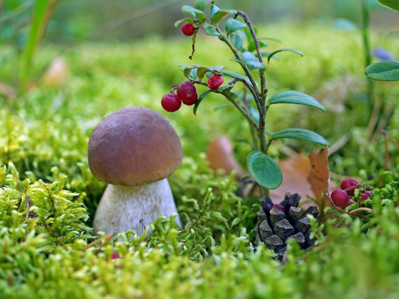 Обои гриб, мох, шишка, белый гриб, брусника, mushroom, moss, bump, white mushroom, cranberries разрешение 2232x1484 Загрузить