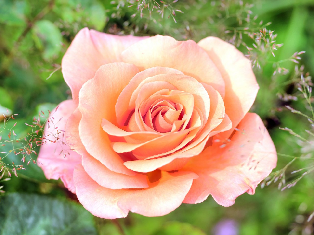 Обои макро, роза, лепестки, бутон, macro, rose, petals, bud разрешение 2048x1365 Загрузить