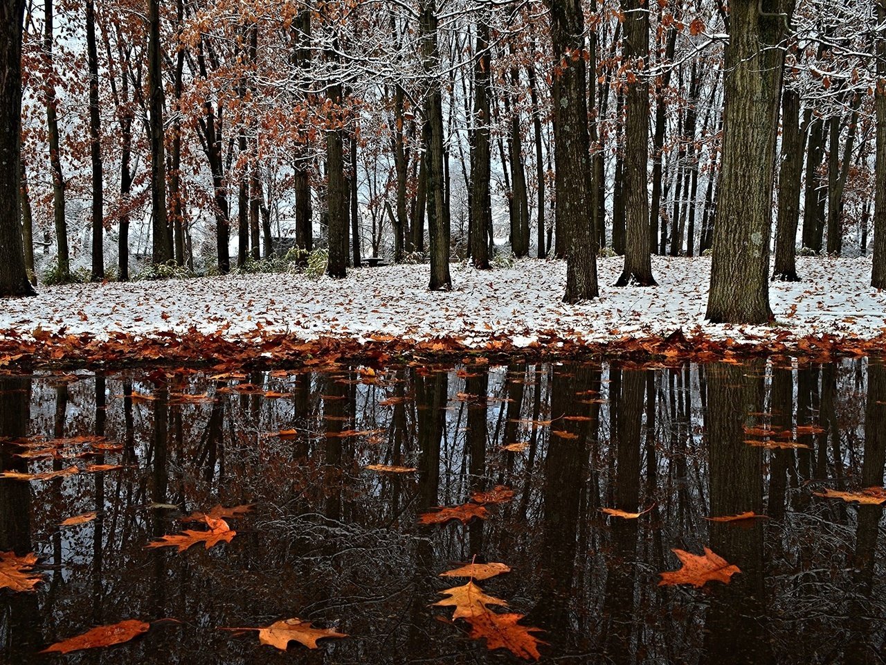 Обои снег, листья, зима, отражение, парк, осень, первый снег, snow, leaves, winter, reflection, park, autumn, the first snow разрешение 2017x1356 Загрузить