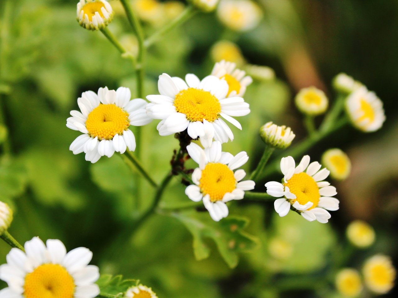 Обои цветы, зелень, лето, ромашки, flowers, greens, summer, chamomile разрешение 4272x2848 Загрузить