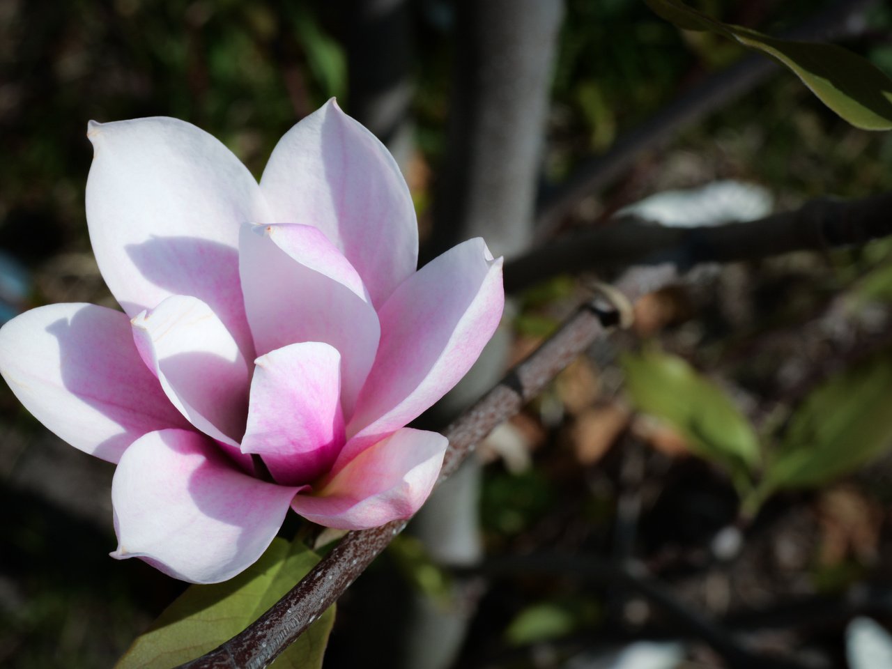 Обои цветок, лето, белый, магнолия, flower, summer, white, magnolia разрешение 4004x2669 Загрузить
