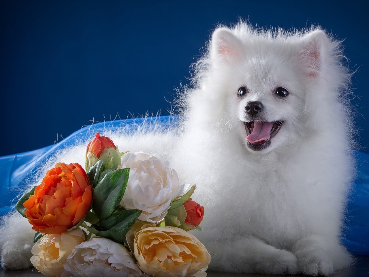 Обои цветы, белый, язык, милый, шпиц, flowers, white, language, cute, spitz разрешение 3000x2091 Загрузить