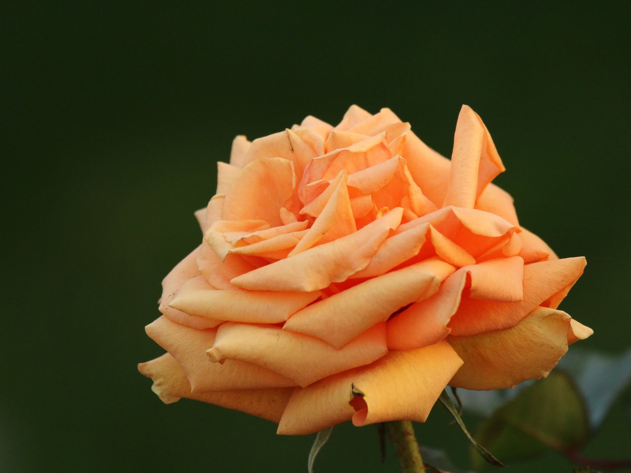 Обои цветы, роза, бутон, flowers, rose, bud разрешение 2048x1365 Загрузить