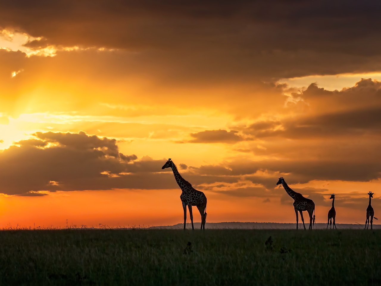 Обои закат, жирафы, кения, масаи мара, sunset, giraffes, kenya, masai mara разрешение 3200x1696 Загрузить