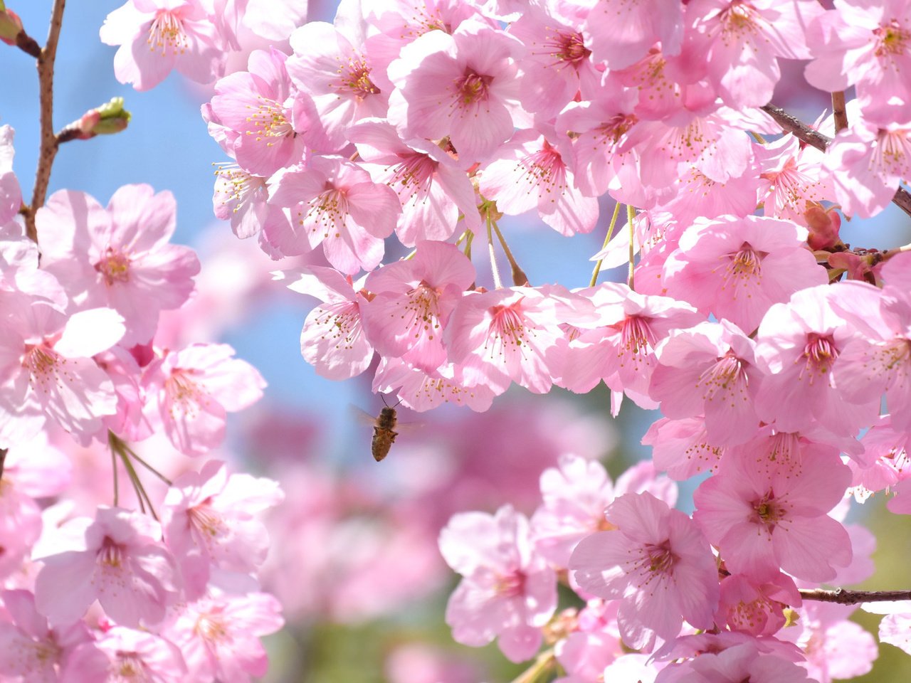 Обои дерево, насекомое, ветки, весна, розовый, вишня, сакура, пчела, tree, insect, branches, spring, pink, cherry, sakura, bee разрешение 2048x1367 Загрузить