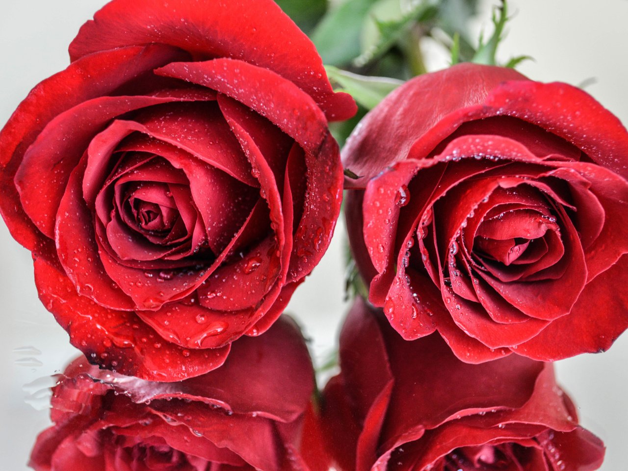 Обои отражения, макро, капли, розы, роза, красные, краcный, reflection, macro, drops, roses, rose, red разрешение 6016x4000 Загрузить