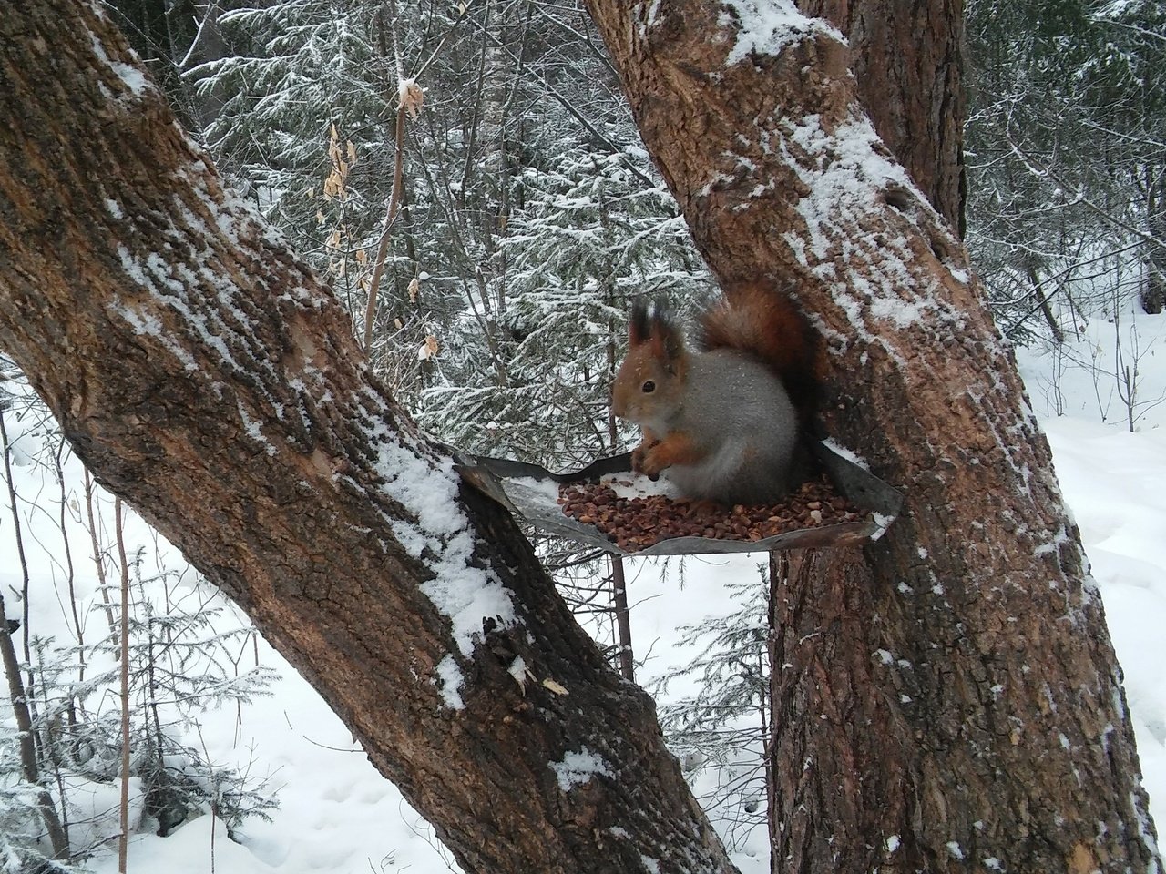 Обои лес, белка, кушает, орешки, белочка, сибирь, кедровые, forest, protein, eats, nuts, squirrel, siberia, cedar разрешение 2560x1600 Загрузить