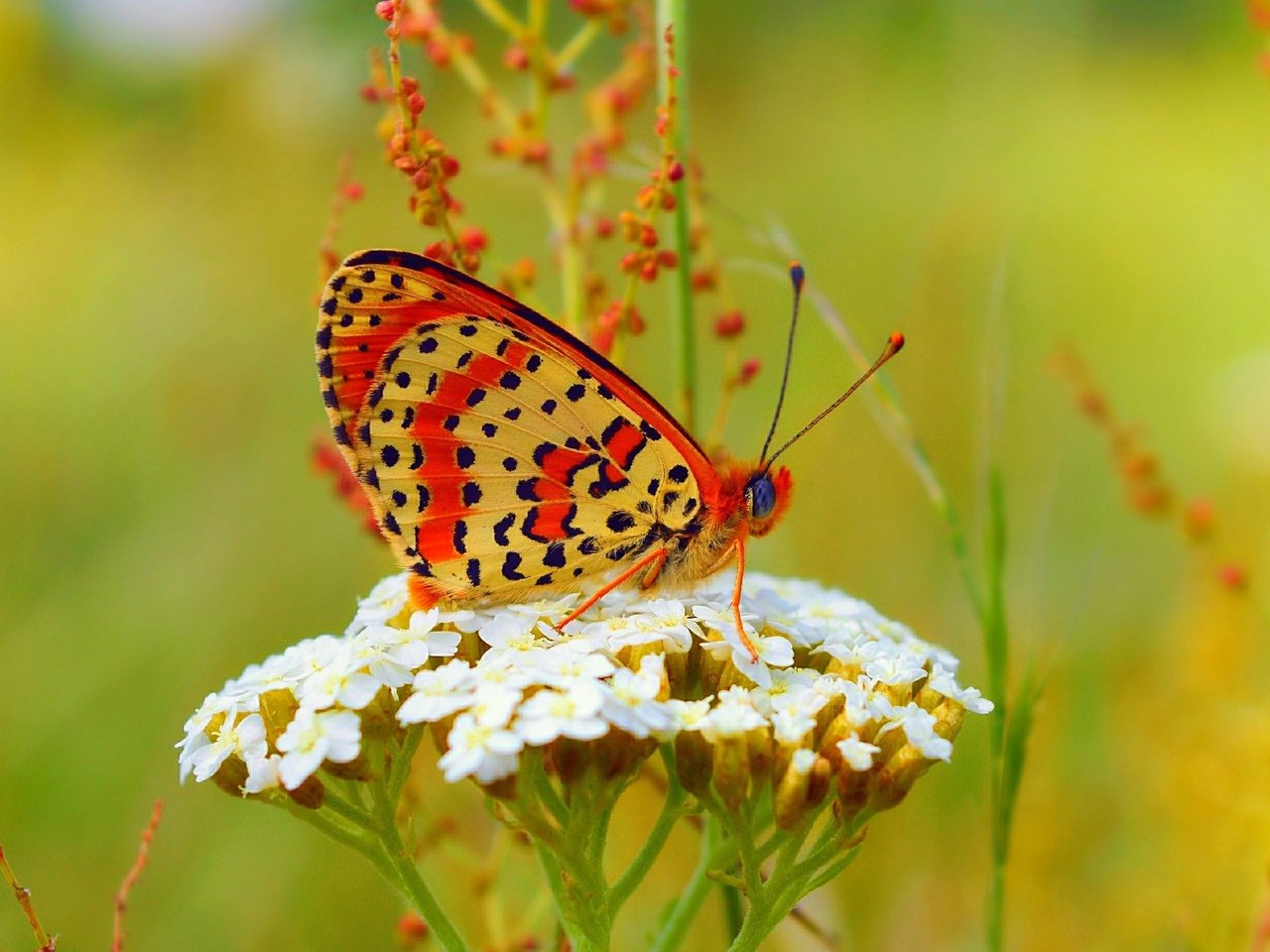 Обои лето, бабочка, summer, butterfly разрешение 3000x1841 Загрузить