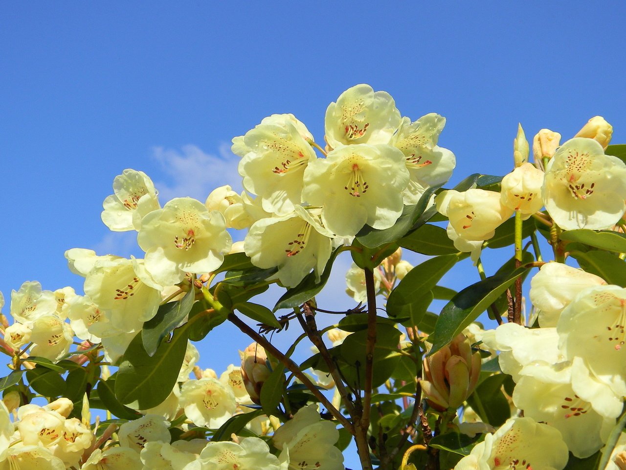 Обои красивый, рододендрон, beautiful, rhododendron разрешение 2560x1600 Загрузить