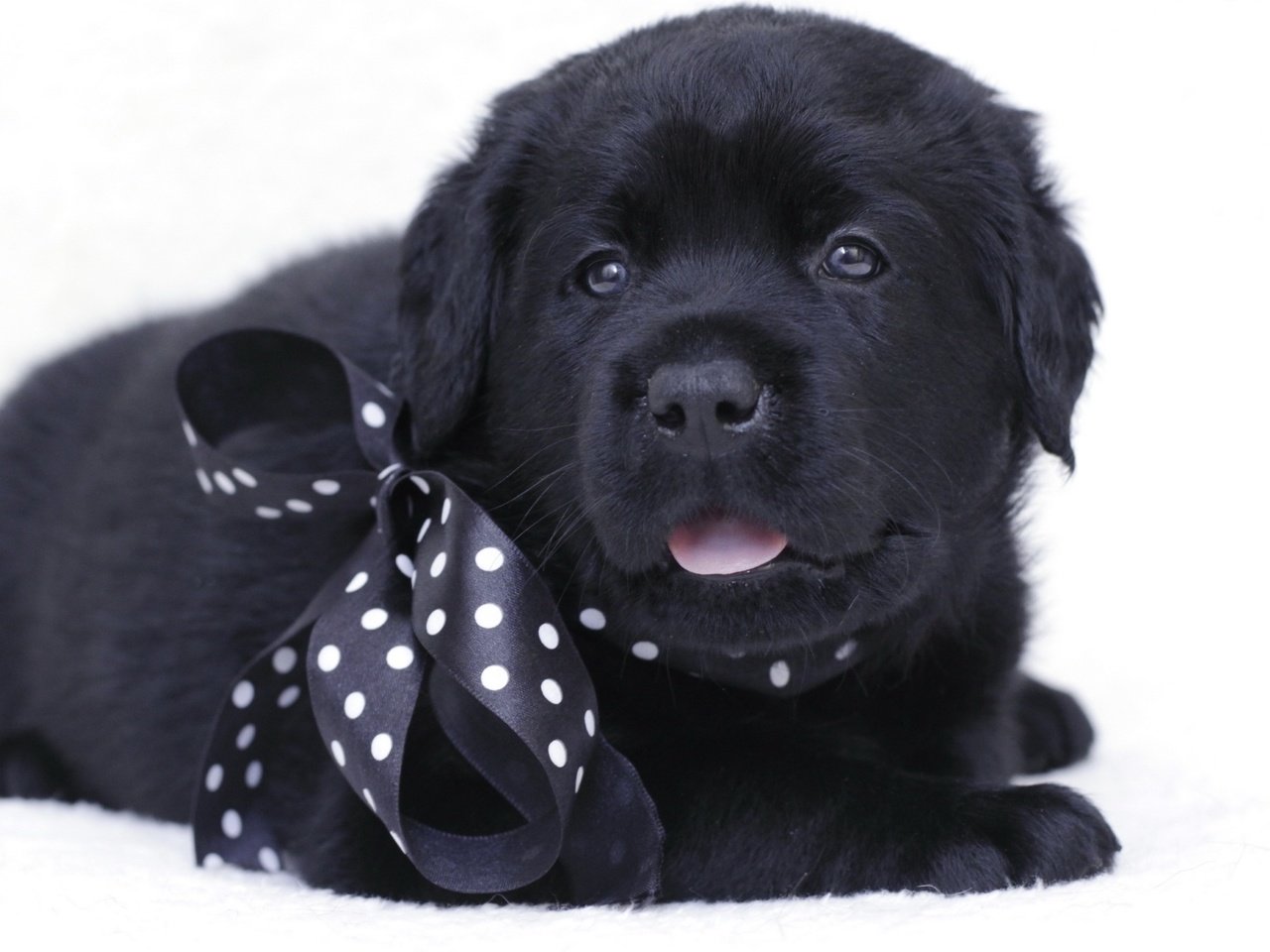 Обои черный, щенок, лабрадор, бант, black, puppy, labrador, bow разрешение 1920x1131 Загрузить