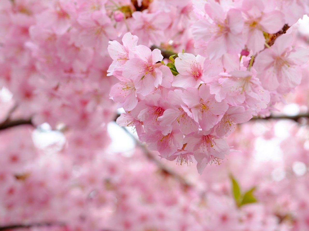 Обои дерево, цветение, ветки, весна, вишня, сакура, tree, flowering, branches, spring, cherry, sakura разрешение 3840x2560 Загрузить