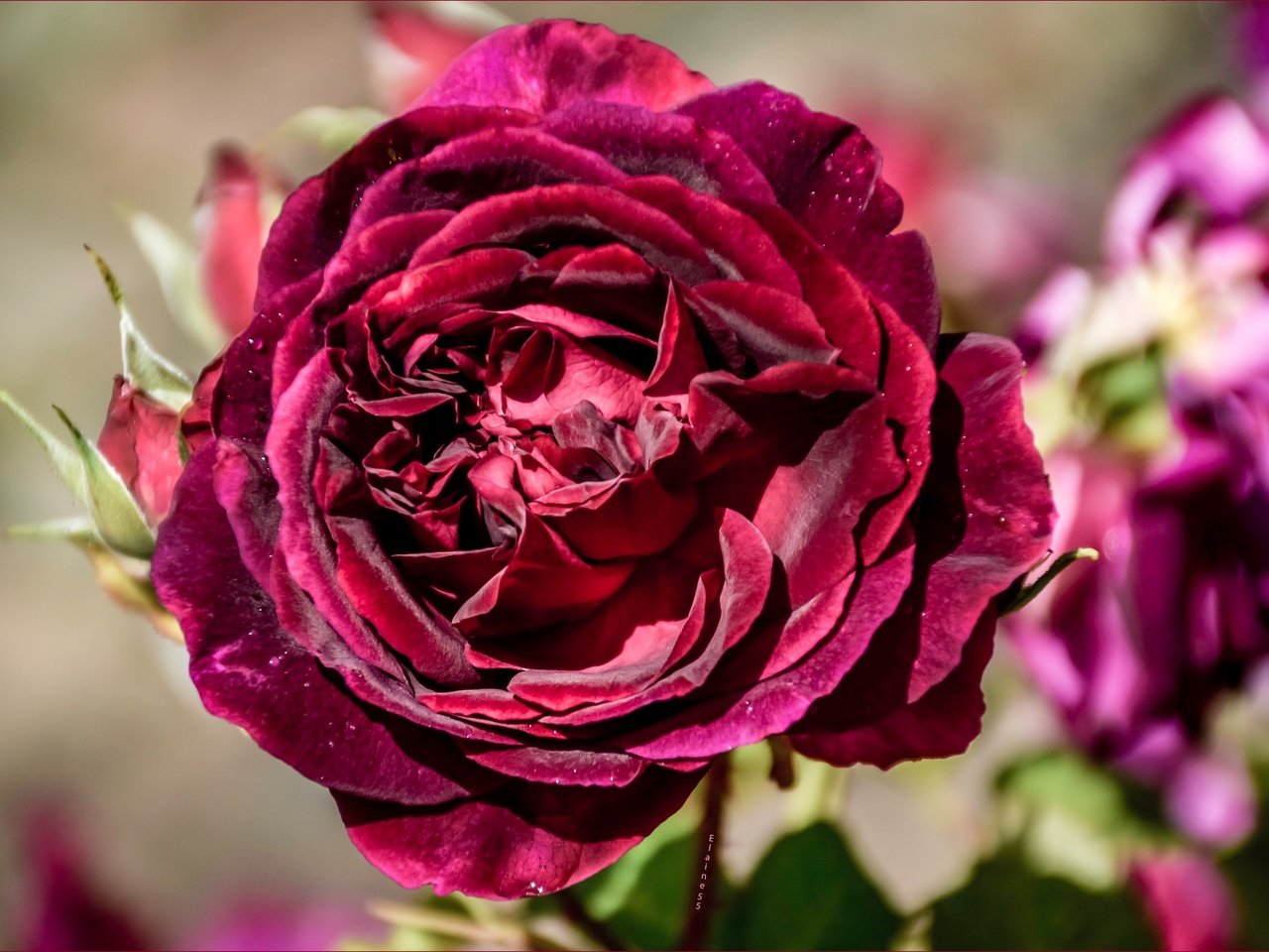 Обои макро, цветок, роза, лепестки, бутон, macro, flower, rose, petals, bud разрешение 2048x1362 Загрузить