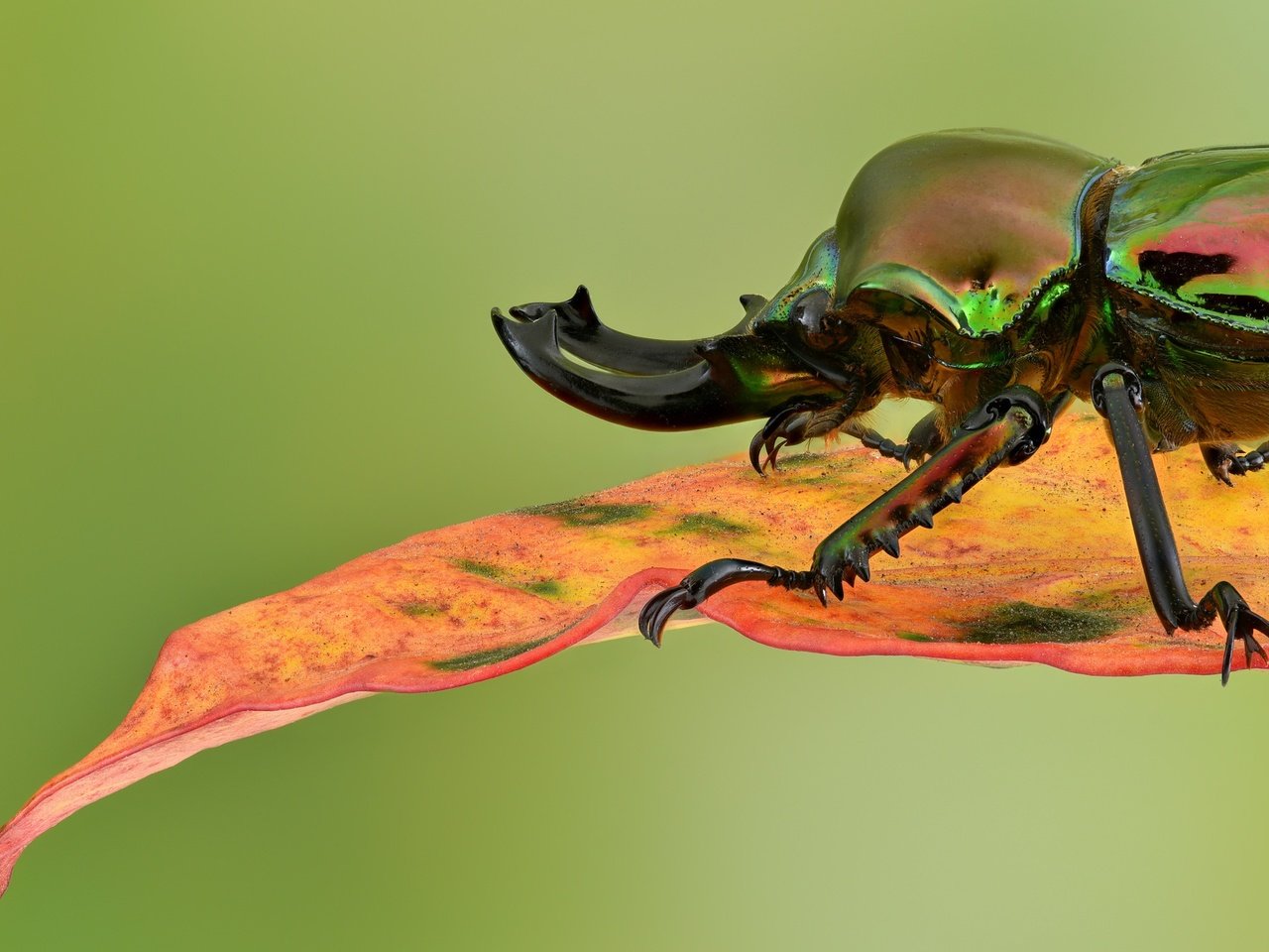 Обои жук, макро, насекомое, фон, лист, радужный, жук-олень, beetle, macro, insect, background, sheet, rainbow, stag beetle разрешение 2048x1367 Загрузить