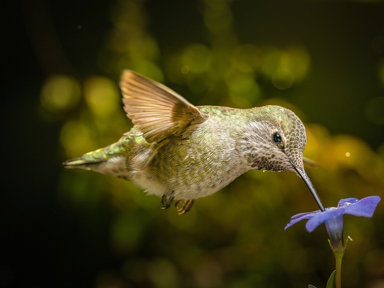 Обои полет, цветок, крылья, птица, клюв, нектар, колибри, flight, flower, wings, bird, beak, nectar, hummingbird разрешение 2048x1366 Загрузить