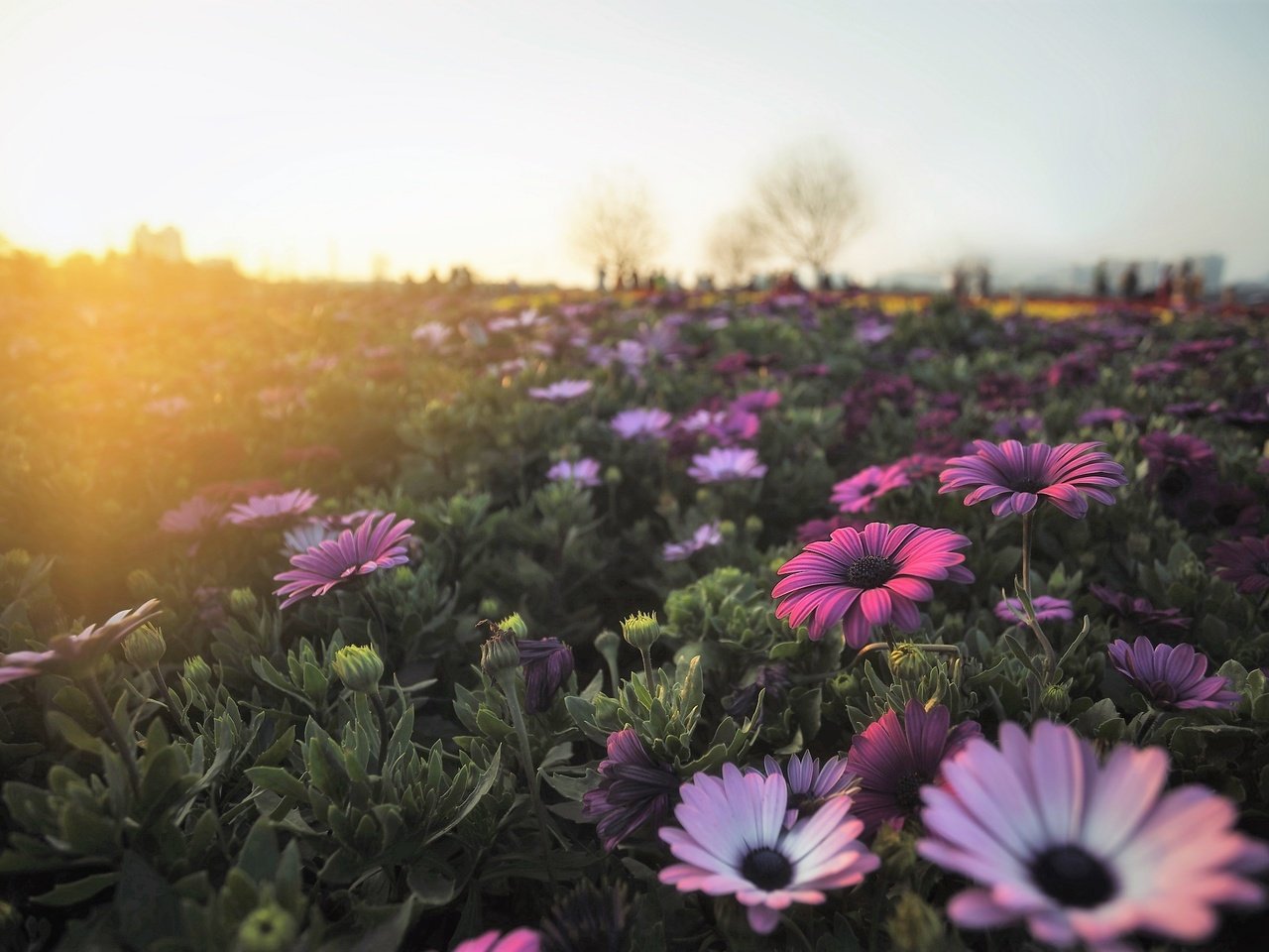 Обои цветы, утро, поле, герберы, flowers, morning, field, gerbera разрешение 2560x1707 Загрузить