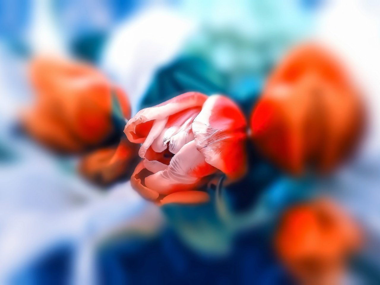 Обои цветы, фон, бутон, букет, тюльпаны, flowers, background, bud, bouquet, tulips разрешение 1920x1280 Загрузить