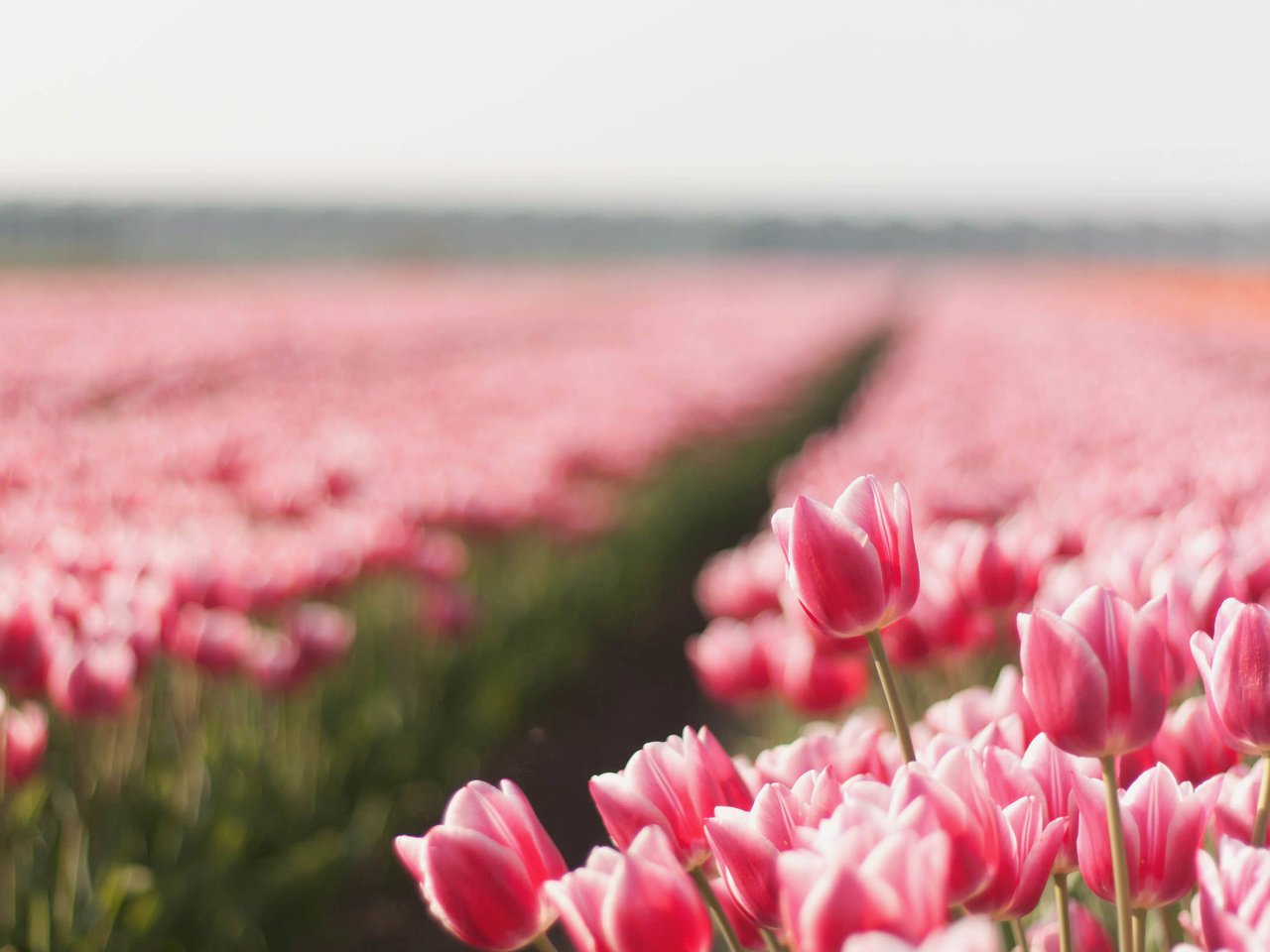 Обои цветы, природа, бутоны, поле, тюльпаны, flowers, nature, buds, field, tulips разрешение 2560x1600 Загрузить