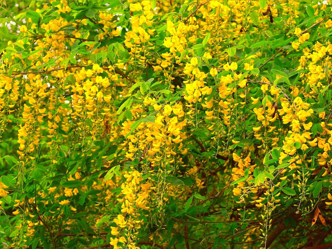 Обои цветение, весна, акация, желтые цветы, flowering, spring, acacia, yellow flowers разрешение 3004x1910 Загрузить
