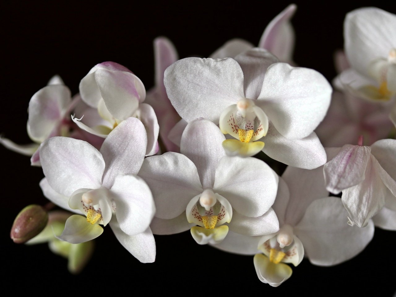 Обои цветы, макро, черный фон, белая, орхидея, flowers, macro, black background, white, orchid разрешение 2048x1365 Загрузить