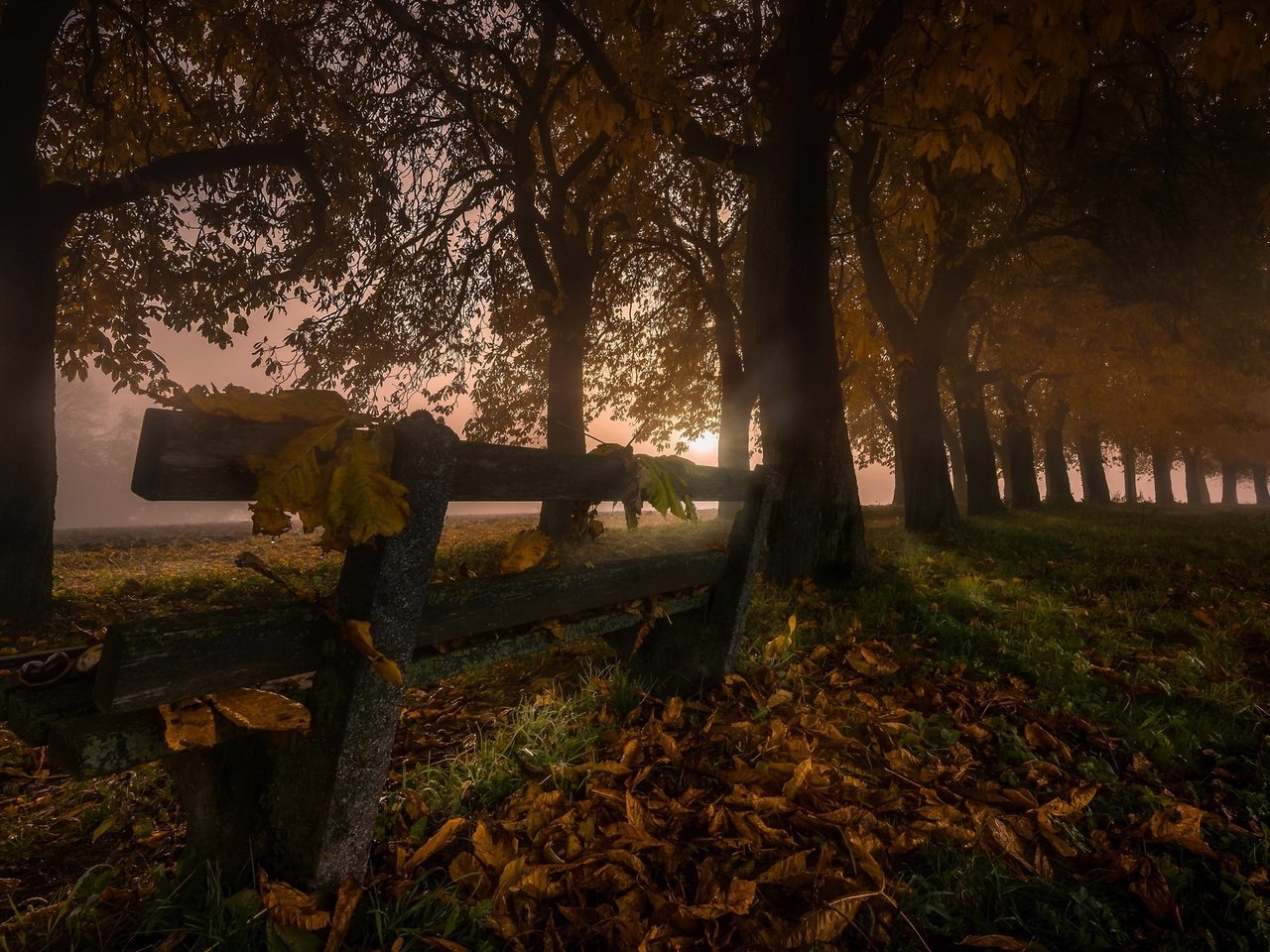 Обои ночь, деревья, листья, туман, осень, скамья, night, trees, leaves, fog, autumn, bench разрешение 2048x1152 Загрузить