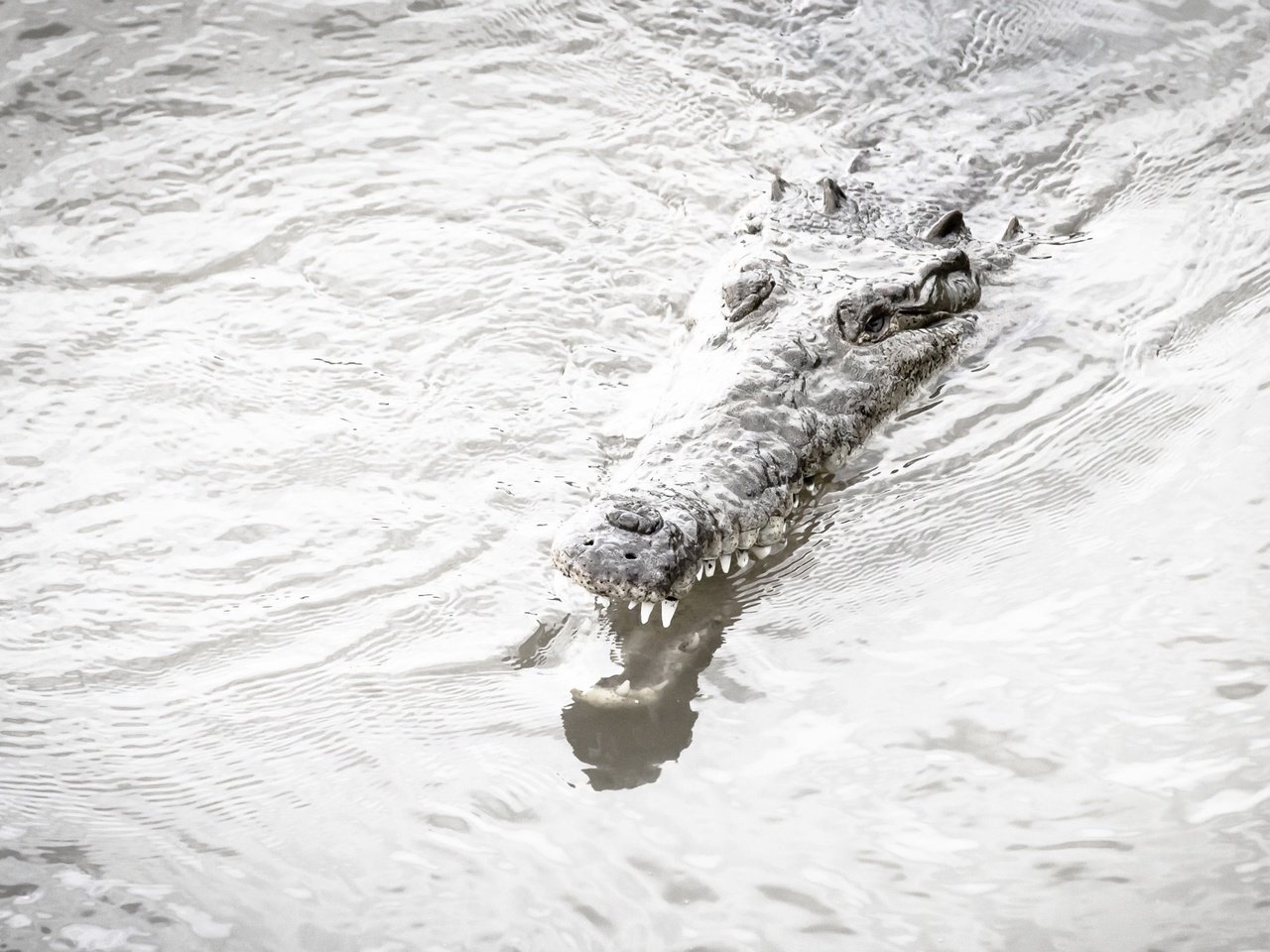 Обои река, природа, крокодил, river, nature, crocodile разрешение 2400x1500 Загрузить