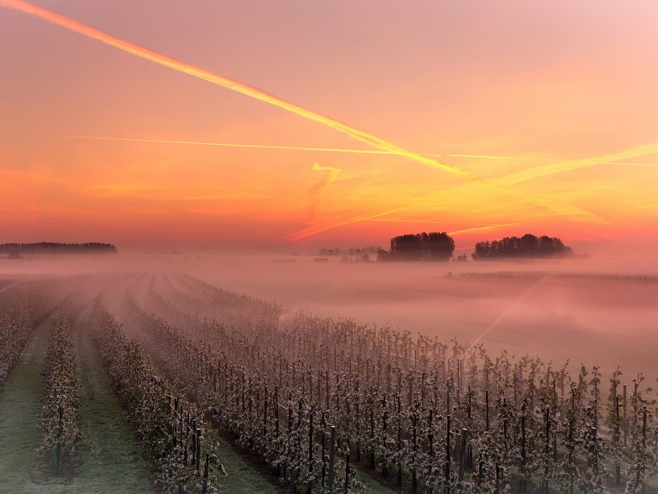 Обои небо, закат, туман, виноградник, the sky, sunset, fog, vineyard разрешение 1926x1293 Загрузить