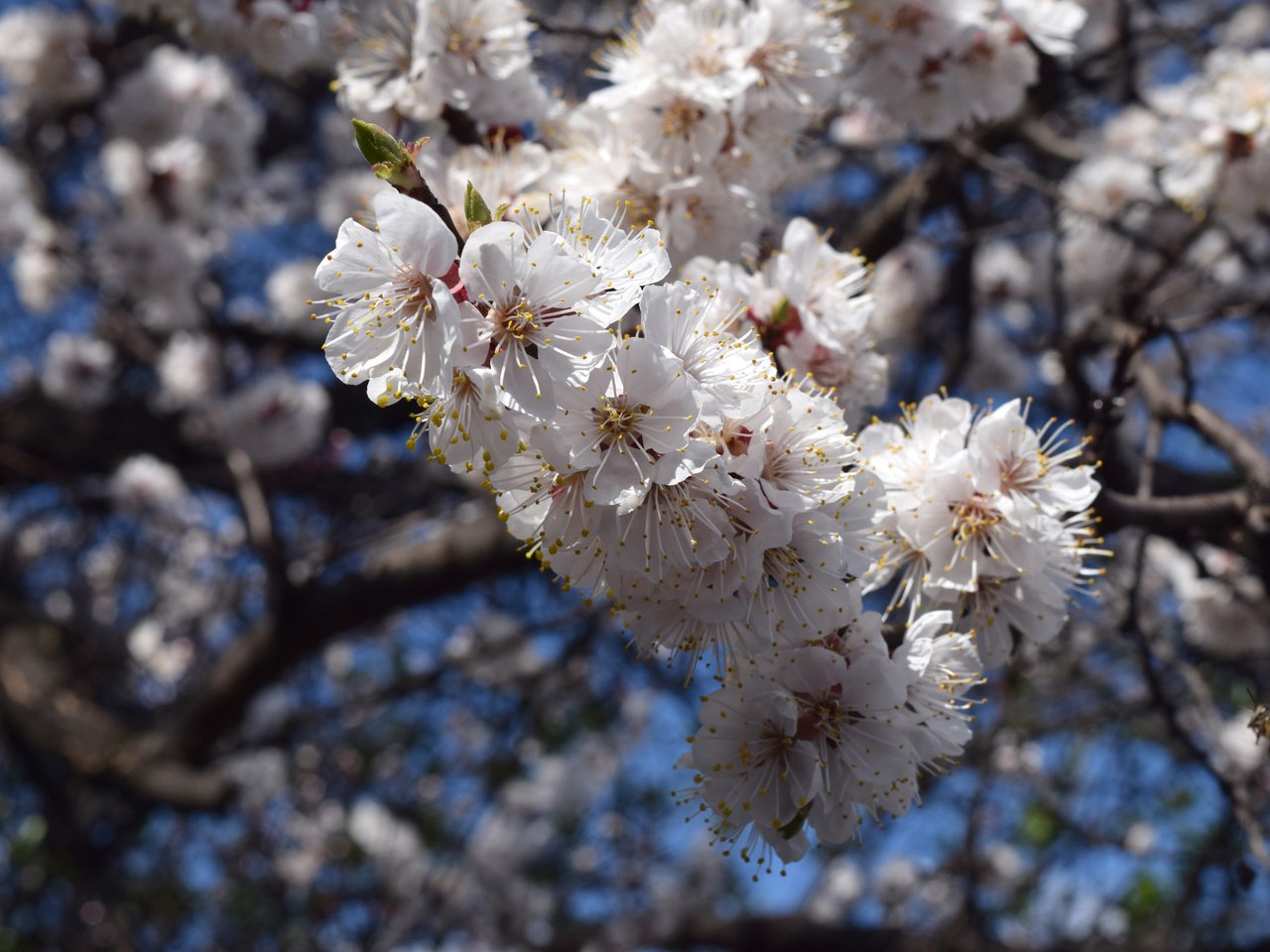 Обои небо, цветы, цветение, ветки, весна, пчелы, the sky, flowers, flowering, branches, spring, bees разрешение 6000x4000 Загрузить