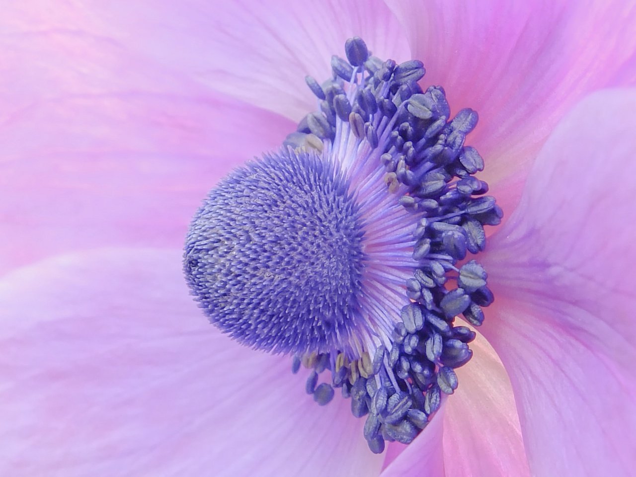 Обои макро, цветок, лепестки, крупным планом, анемона, ветреница, macro, flower, petals, closeup, anemone разрешение 2048x1536 Загрузить