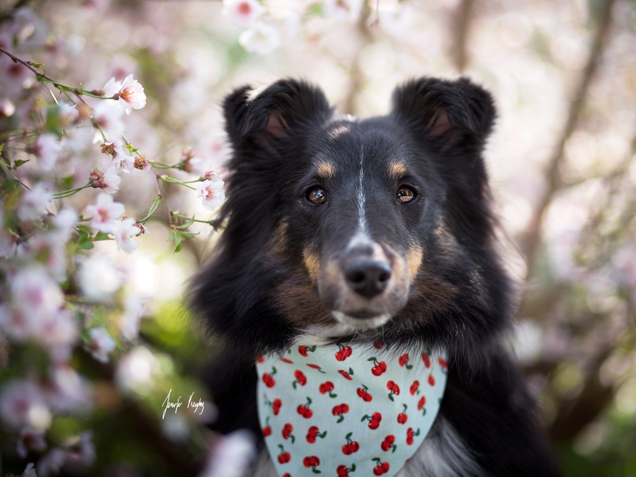Обои глаза, взгляд, собака, весна, друг, jenni freytag, eyes, look, dog, spring, each разрешение 2048x1371 Загрузить