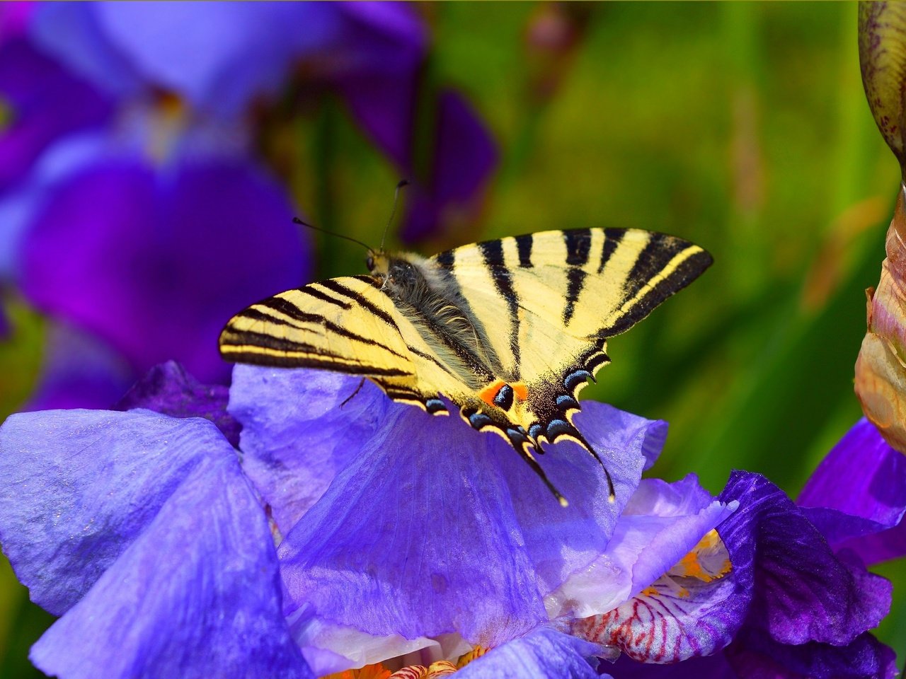 Обои цветы, насекомое, бабочка, весна, синие, ирисы, flowers, insect, butterfly, spring, blue, irises разрешение 3004x1897 Загрузить