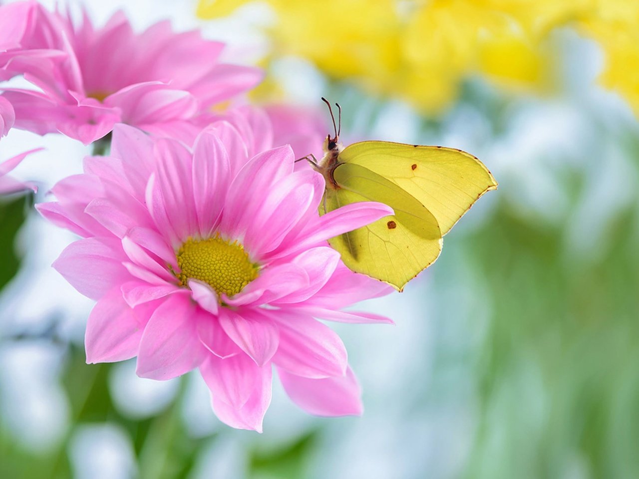 Обои цветы, насекомое, лето, лепестки, бабочка, flowers, insect, summer, petals, butterfly разрешение 2023x1288 Загрузить