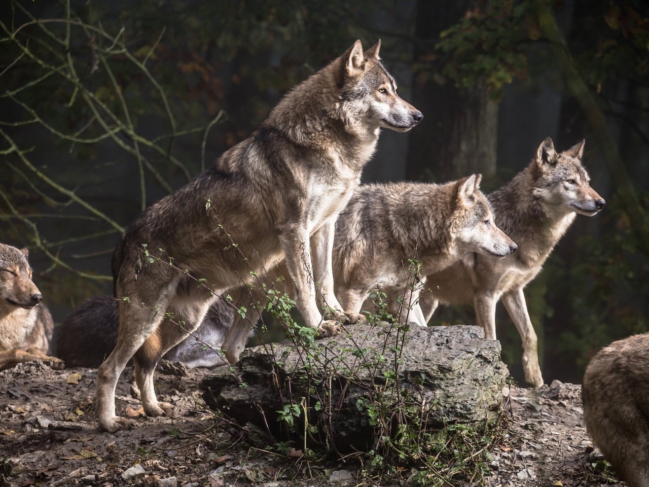 Обои деревья, лес, хищники, волки, стая, волк, стая волков, trees, forest, predators, wolves, pack, wolf, a pack of wolves разрешение 2880x1800 Загрузить