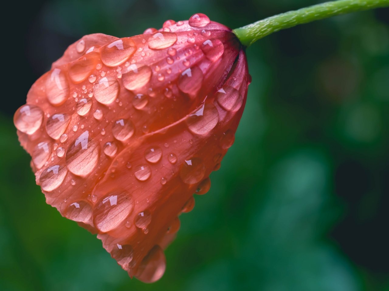 Обои макро, цветок, капли, мак, macro, flower, drops, mac разрешение 2048x1365 Загрузить